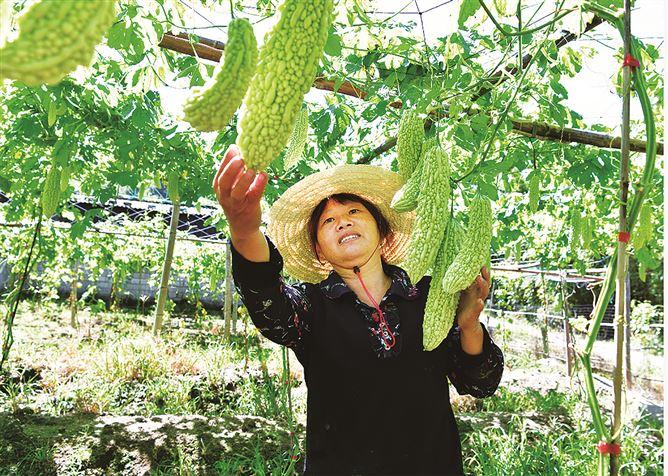 立秋但暑热犹在，厦门降水虽偏少但农业供水无虞