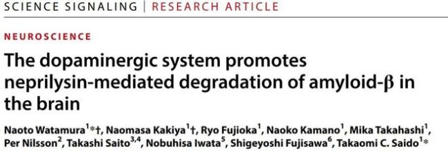 补充多巴胺，就可减轻阿尔茨海默病？清除毒性蛋白的新方法找到了 脑啡肽酶升高成关键