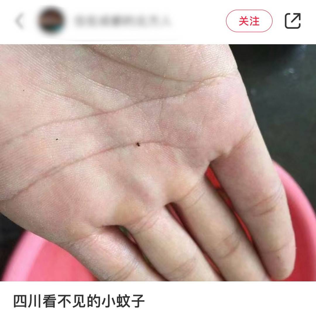 四川人都怕的“咩咩蚊”是什么？专家：是蠓，被叮咬后可涂抹唾液或者热水浸泡