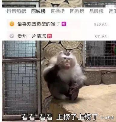 贵州黔灵山网红猴小老费征婚啦