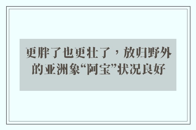 更胖了也更壮了，放归野外的亚洲象“阿宝”状况良好