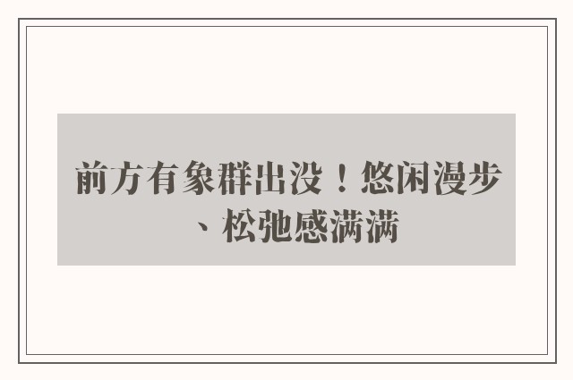 前方有象群出没！悠闲漫步、松弛感满满