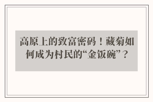 高原上的致富密码！藏菊如何成为村民的“金饭碗”？