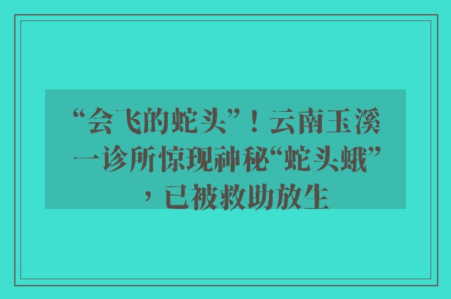 “会飞的蛇头”！云南玉溪一诊所惊现神秘“蛇头蛾”，已被救助放生