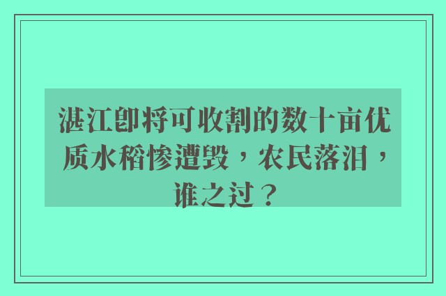 湛江即将可收割的数十亩优质水稻惨遭毁，农民落泪，谁之过？