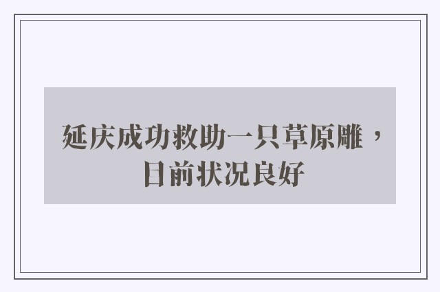 延庆成功救助一只草原雕，目前状况良好