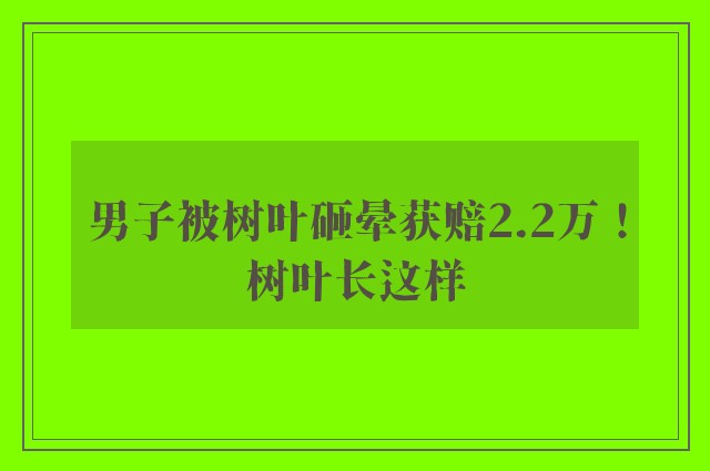 男子被树叶砸晕获赔2.2万！树叶长这样